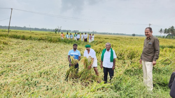 Rain Effect: Paddy Destroyed In The Field Due To Heavy Rain At Davangere