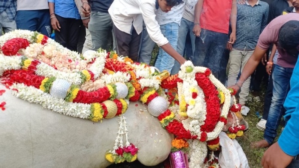 Hundreds Of Villagers Turn Up To Mourn The Death Of A Bull