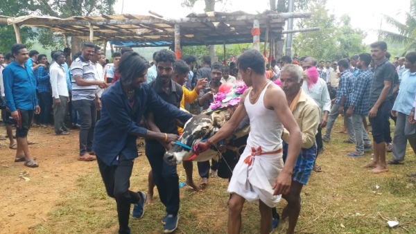 deepavali-late-celebration-in-uttara-kannada