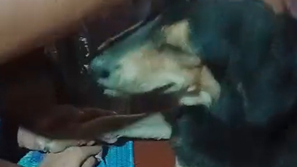 Honnali: This is an exciting story of a dog