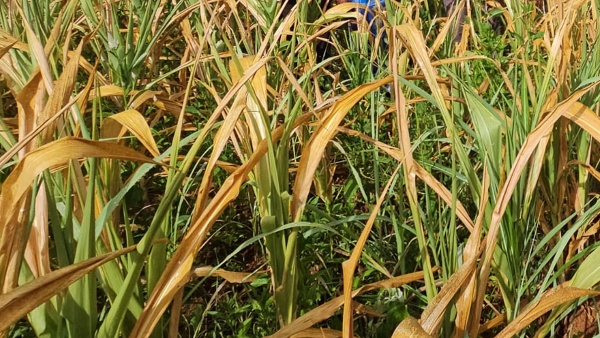 Drought Compensation Farmers To Register In FRUITS Portal