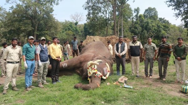 Elephant Suffered From Cardiac Arrest & Liver Problem Is No More 