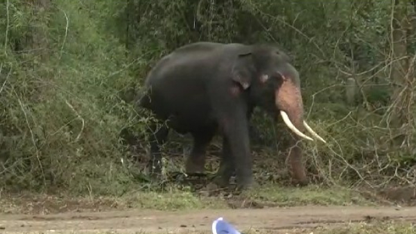 Operation Bhubaneswari launched by Forest Department 