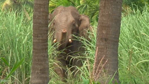 Elephant Attack At Mudigere 26 Year Youth Killed 