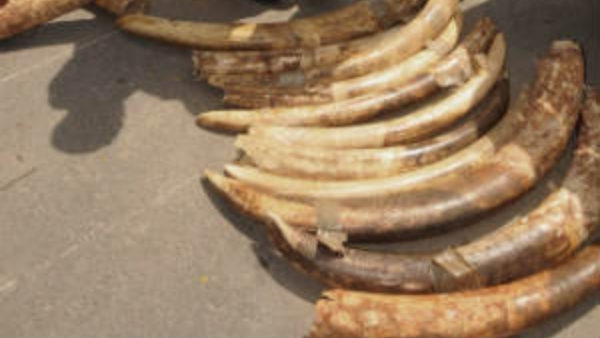 elephant-tusks-sandalwood-collection