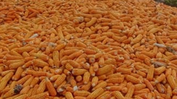 maize-purchase-from-farmer
