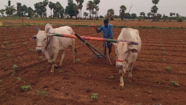 Requested Farmers To FID To Get Drought Compensation 