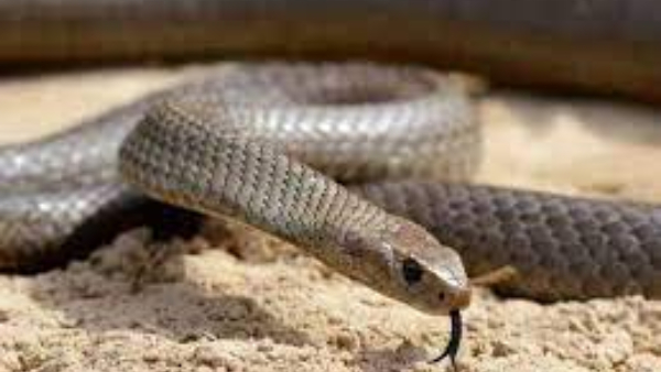 forest-department-has-granted-permission