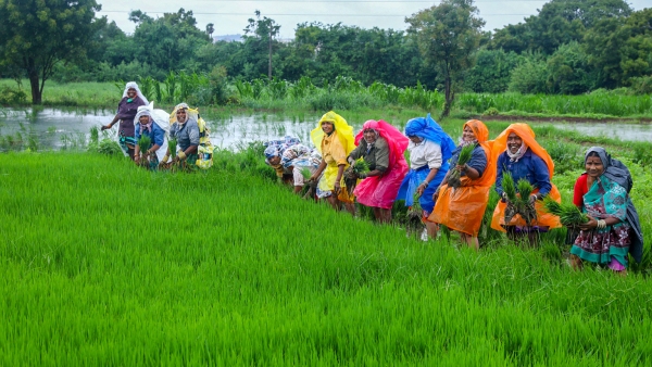 fruits-id-delayed-due-to-lack-of-information