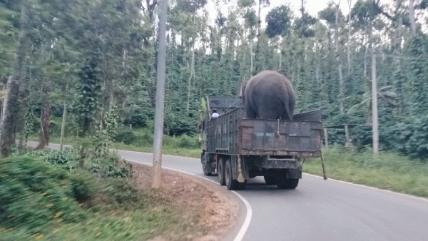 government-order-to-capture-wild-elephant