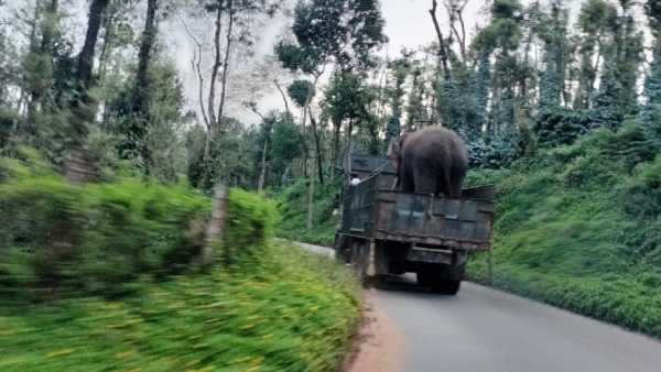 government-order-to-capture-wild-elephant