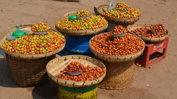 health-benefits-of-ziziphus-mauritiana