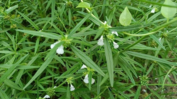 health-tips-home-remedy-for-childrens-cough