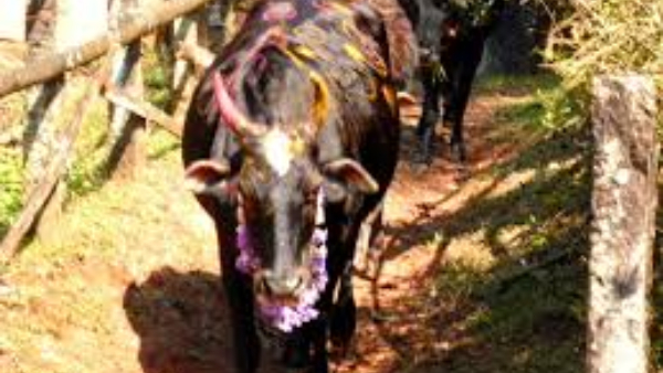 Diwali 2023: Govardhan Puja Or Go-Pooja Significance