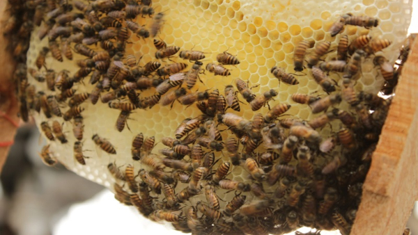 Coorg Honey: Sale Of Mixing Honey In Kodagu
