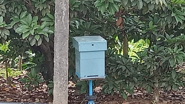 Coorg Honey: Sale Of Mixing Honey In Kodagu