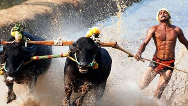 First Kambala will organizing in Bengaluru, Location, Date Details First Kambala will organizing in Bengaluru, Location, Date Details