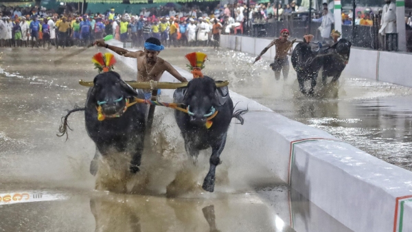 Bengaluru Kambala Receives Positive Response on Day 1