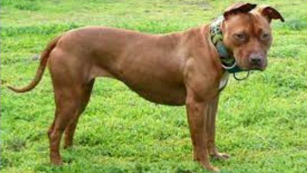 kannada-actor-darshan-pet-dogs