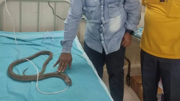 King Cobra Fell Unconscious Due to Final Order: Quick Action Saves Its Life In Raichur King Cobra Fell Unconscious Due to Final Order: Quick Action Saves Its Life In Raichur