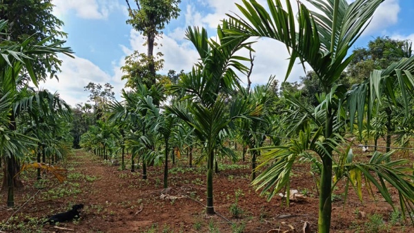 fruits-id-farmers