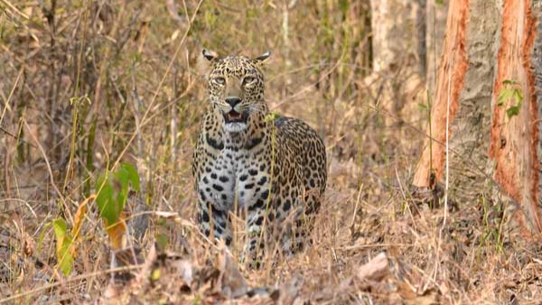 Leopard menace on the rise: Special task force deployed to Bengaluru 