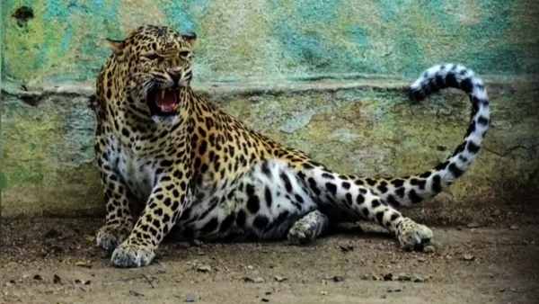 leopard-sighting-again-in-anekal