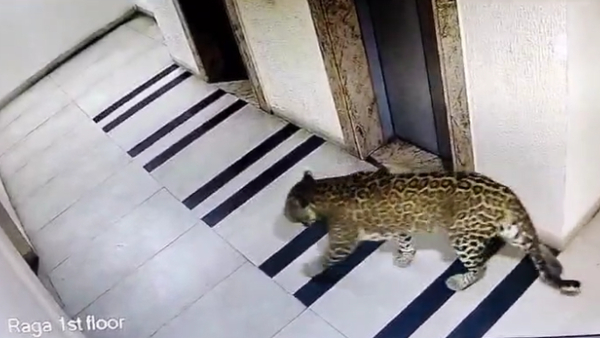 leopards-found-in-kudlu-gate-bengaluru