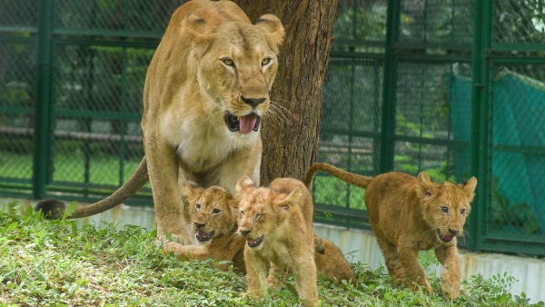 Bengaluru Residents Have Got News About Lion From This Place