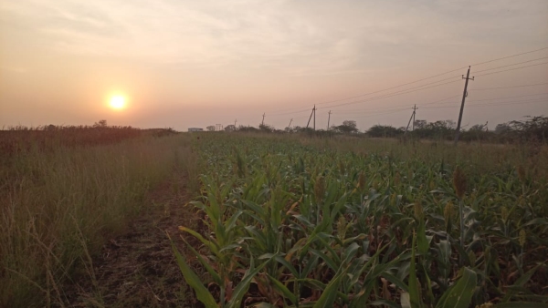 Jowar Sowing Falls Sharply 2023: Maize Price Likely to Rise To Rs 8000 Per Quintal