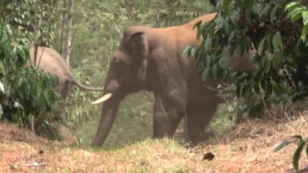 Man Animal Conflict Govt Appoints Nodal Officer