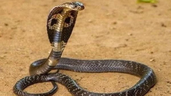 Man left a snake in Odisha and killed his wife and 2-year-old daughter!