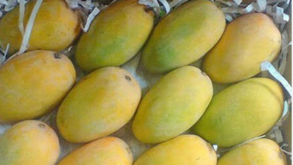 Mangoes Come Into Market In Winter Season