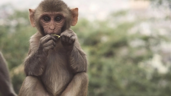 Monkey applying mehendi video has gone viral