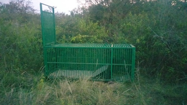 Forest Department Issues Alert For Tiger Found In Mysuru Rural Areas