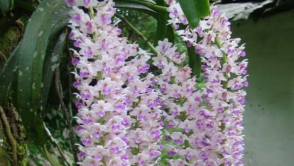 Orchid Flower Cultivation Tips For Farmers