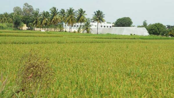 There Is A Good Demand For Paddy Even Before Harvest At Raichur