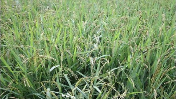 paddy-crop-destroying-by-sainika-hulu