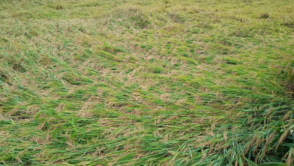 paddy-crop-destroying-by-sainika-hulu