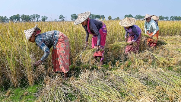 Karnataka Govt Announces MSP For Paddy Crop