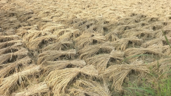 Minimum Support Prices For Monsoon Crops 2023 Announced