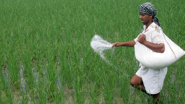 Rice yield fell in Raichur due to drought: Farmers of neighboring states are suffering in the market here!