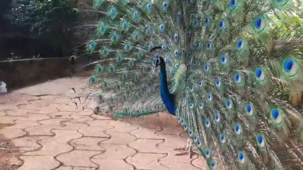  Peacock Dance with Silver Anklet Draws Devotees at Mangaluru Sri Anantha Padmanabha Temple Video Viral