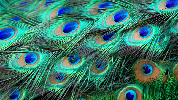 Vastu tips benefits of peacock feather for profit in business or happiness in family