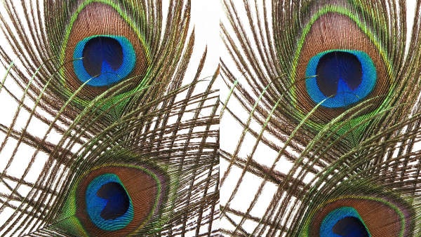 vVastu tips benefits of peacock feather for profit in business or happiness in family