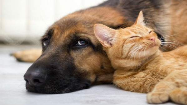 Rs 10,000 Deposit For Keeping Pet In Bengaluru Apartments
