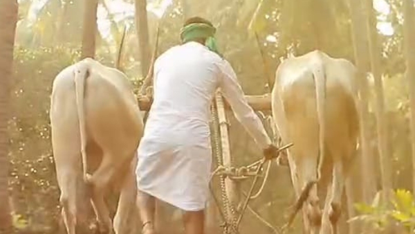 Different pre-wedding shoot of young farmer couple in Hosamalangi, video viral