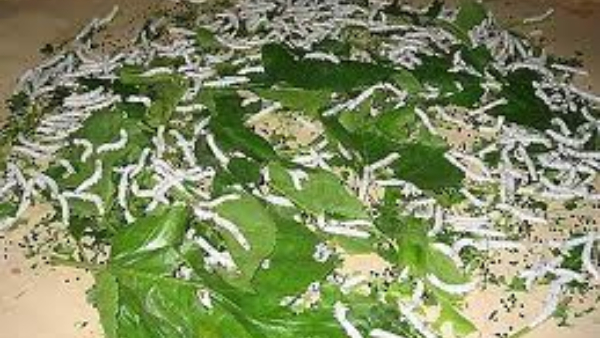 problem-of-not-growing-hippenerale-soppu