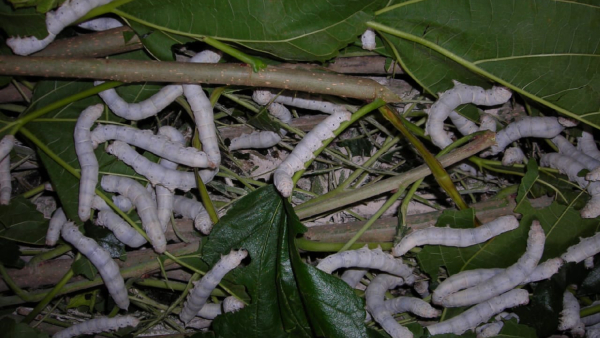 problem-of-not-growing-hippenerale-soppu