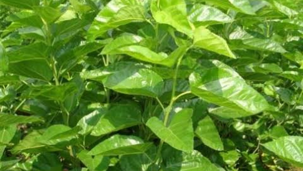 problem-of-not-growing-hippenerale-soppu